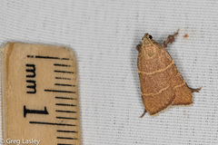 Parachma ochracealis