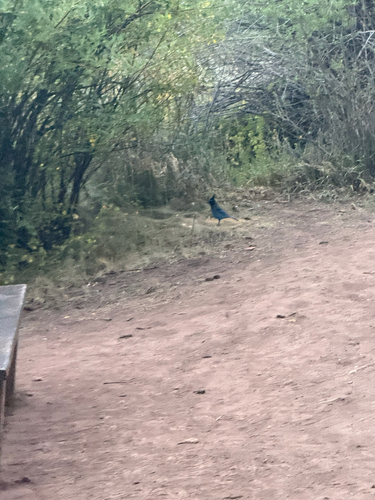 Steller's Jay