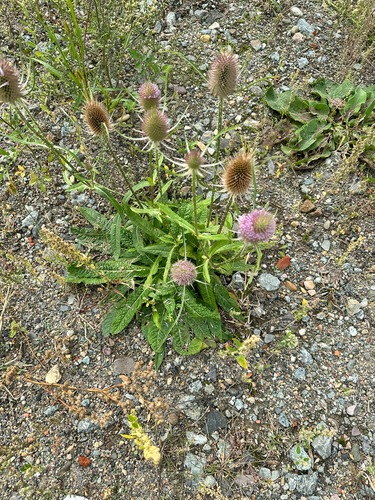 wild teasel