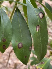 Diaporthe kalmiae