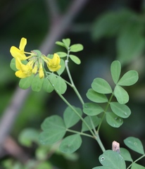 Hippocrepis comosa
