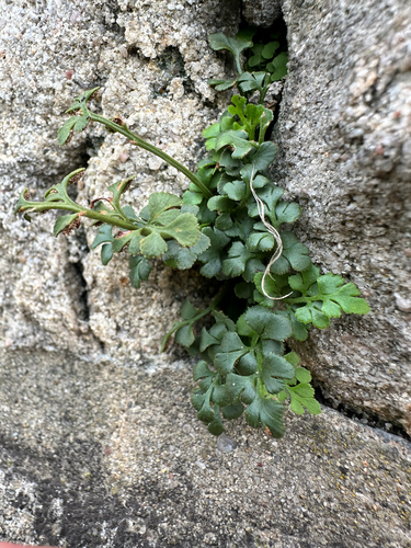 wall-rue