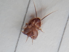 Myrmecophilus manni