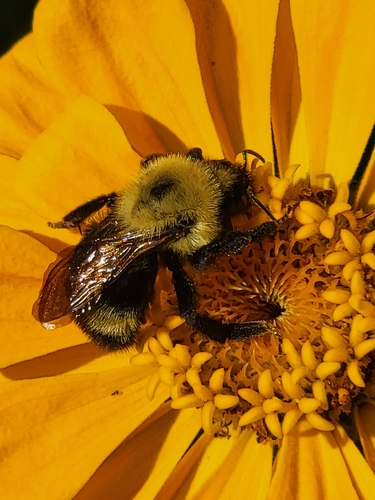 Lemon Cuckoo Bumble Bee