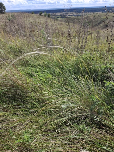 Stipa pennata observed 2026-09-13