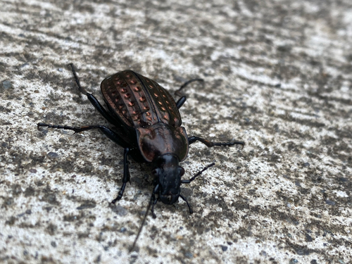 Golden-dimpled Ground Beetle