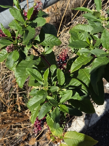 American pokeweed