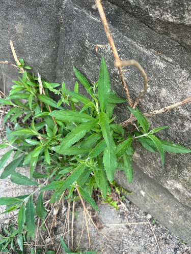 Butterfly bush