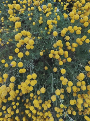Oncosiphon pilulifer