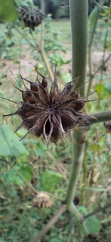velvetleaf
