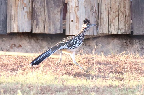 Greater Roadrunner