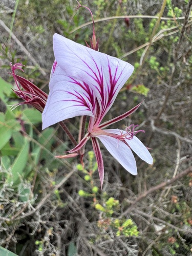 Pelargonium longicaule, photograph 3