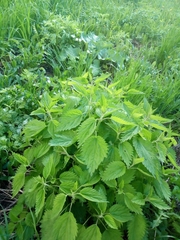 Urtica dioica
