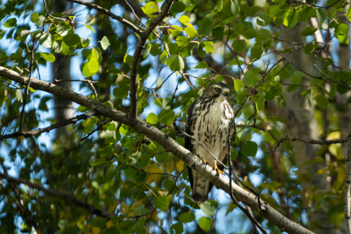 Broad-winged Hawk