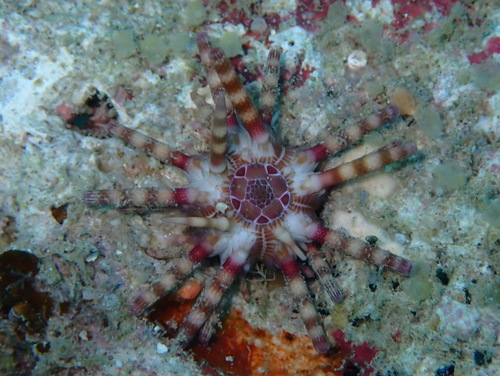 Eucidaris metularia observed 2026-09-07