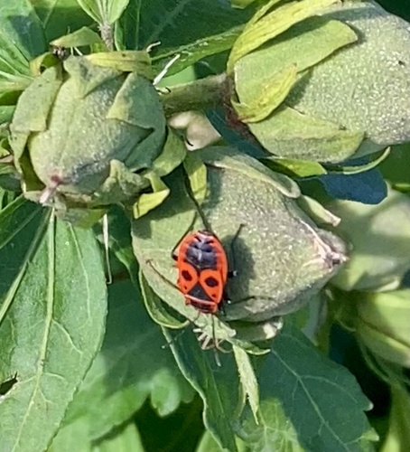 European Firebug