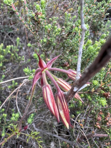 Pelargonium longicaule, photograph 5