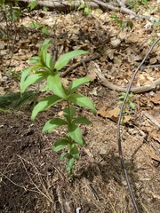 Lysimachia quadrifolia