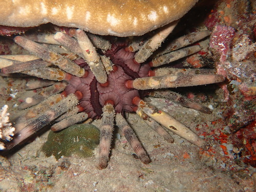Phyllacanthus imperialis observed 2026-09-08