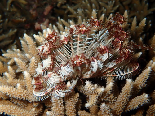 Stephanometra indica observed 2026-09-09