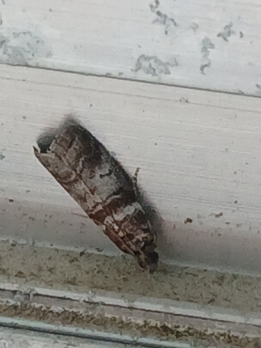 Sweetgum Leafroller Moth
