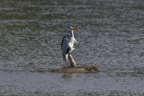 Grey Heron