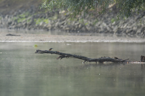 Common Kingfisher