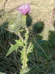 Carduus crispus, photograph author not stated, no rights reserved