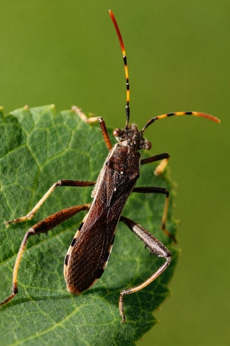 Camptopus lateralis