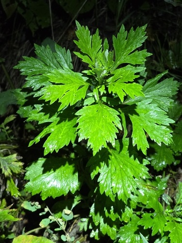 common mugwort