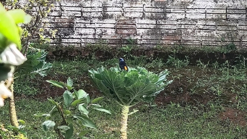 Blue-and-yellow Tanager