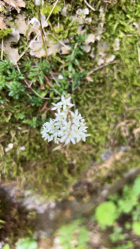 white stonecrop