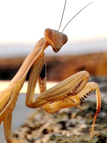 European Mantis