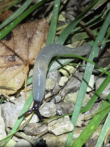 Black-headed Slug
