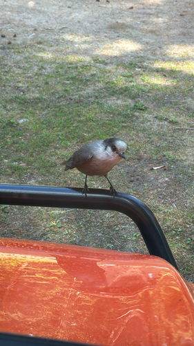 Canada Jay