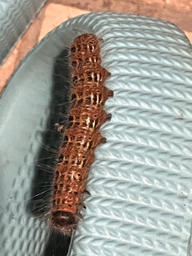 Buff-tip