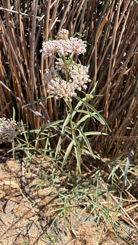 narrowleaf milkweed