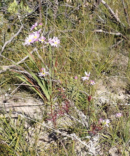 Senecio glastifolius, photograph 4