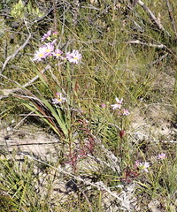 Senecio glastifolius, photograph (c) Nicola van Berkel, some rights reserved (CC BY-SA)