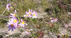 Senecio glastifolius, photograph (c) Nicola van Berkel, some rights reserved (CC BY-SA)