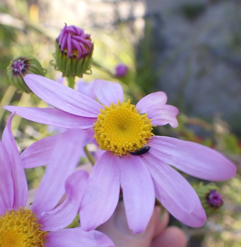 Senecio glastifolius, photograph 2