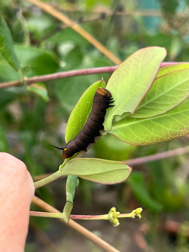 Snowberry Clearwing