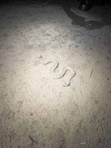 Sidewinder