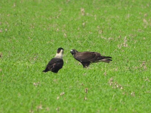 White-tailed Hawk