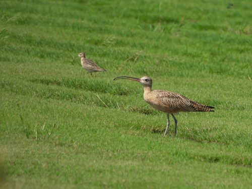 Long-billed Curlew