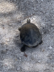 Pseudemys peninsularis