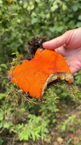 lobster mushroom