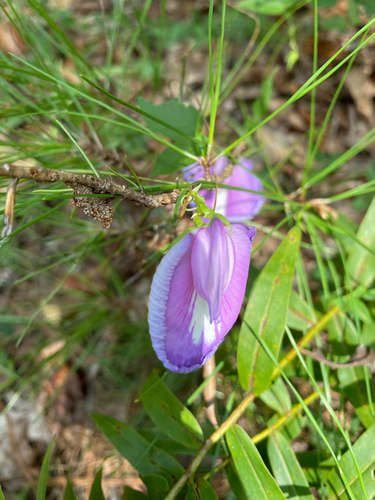 butterfly pea