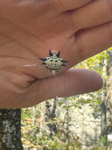 Spinybacked Orbweaver