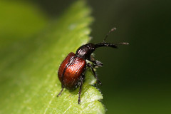 Tatianaerhynchites aequatus